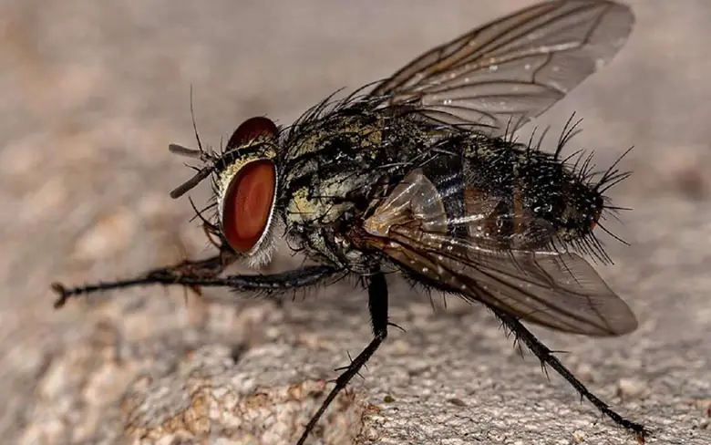 Mosca-dos-estábulos (Stomoxys calcitrans)