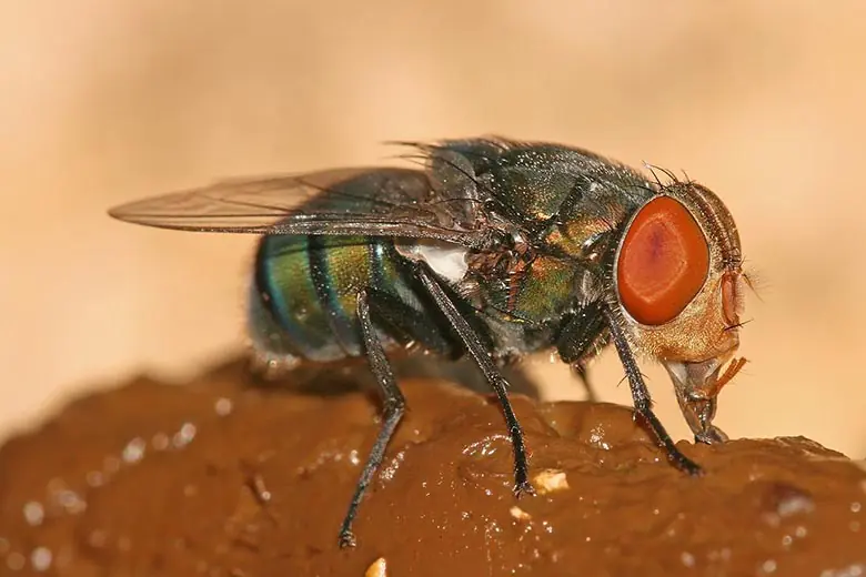 Mosca-varejeira (Chrysomya megacephala)