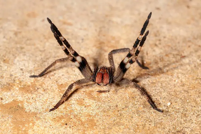 Aranha-armadeira (Phoneutria spp.)