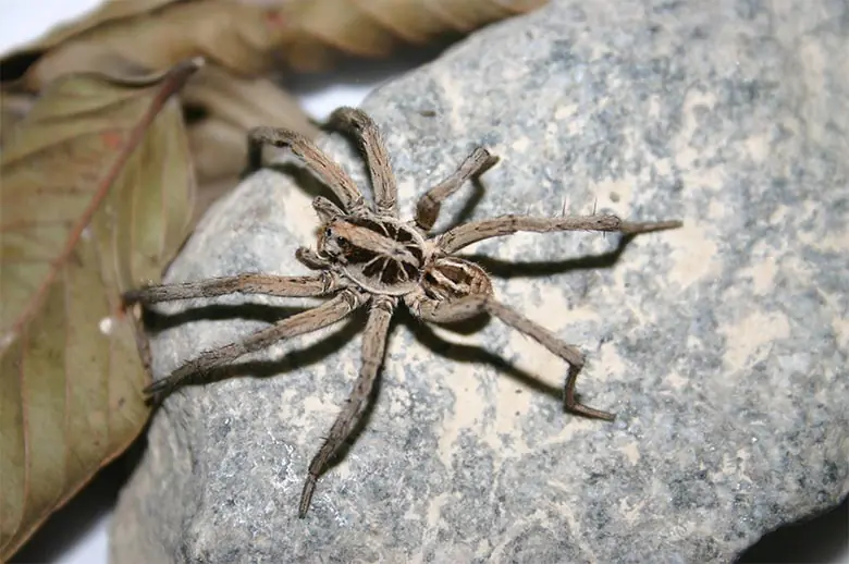 Aranha-de-jardim (Lycosa sp.)