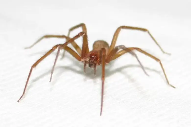 Aranha-marrom (Loxosceles sp.)