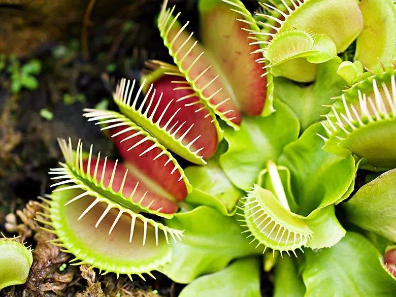 Dionaea muscipula