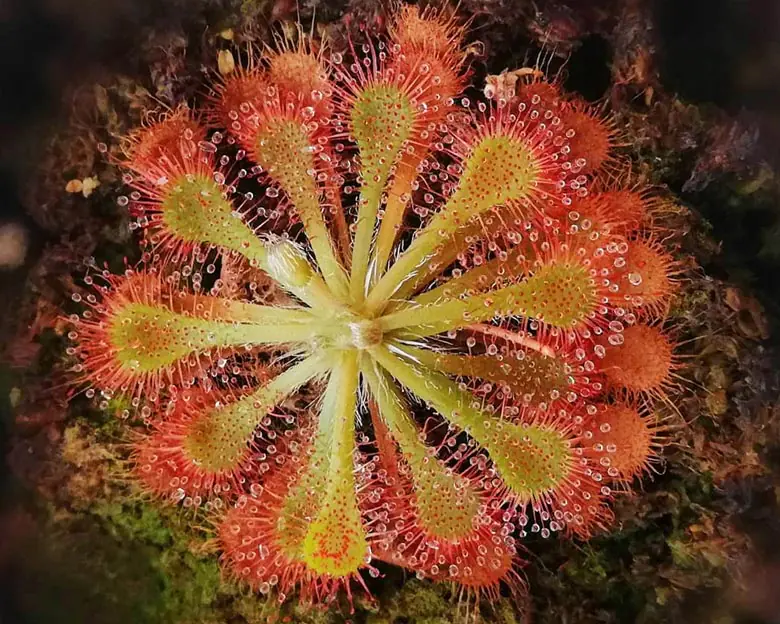 Drosera spatulata