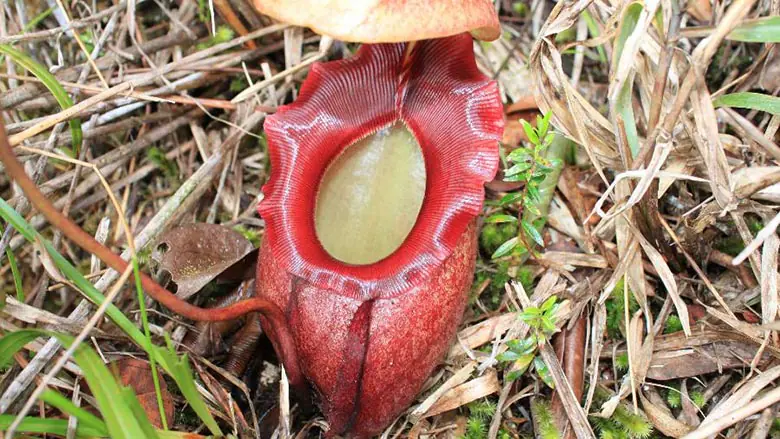Nepenthes rajah